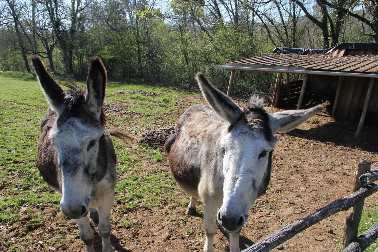 Domaine Des Compouzines Hotel Montignac-Lascaux Kültér fotó